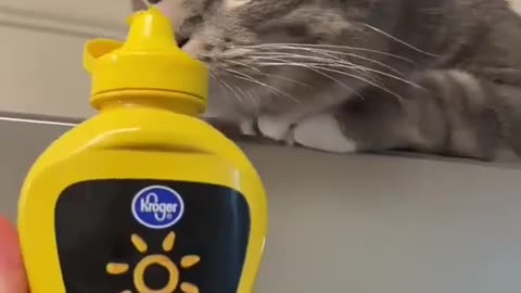 "Cat sniff test!!!"