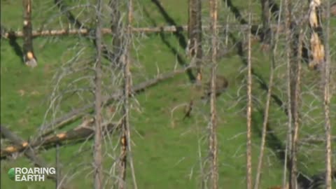 Grizzly Mother Bear Chases Down Elk