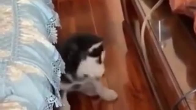 🤣 Funny Dog Videos 2021 part #4 🤣 Try Not To Laugh 🤣 Laughing Out Loud🤣