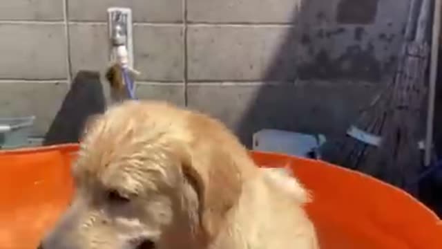 Funny Dogs Of The Internet! XDDD