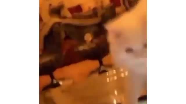 I don’t pet thank goodness 😅