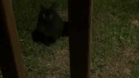 Psycho Black Cat Attacks Tommy