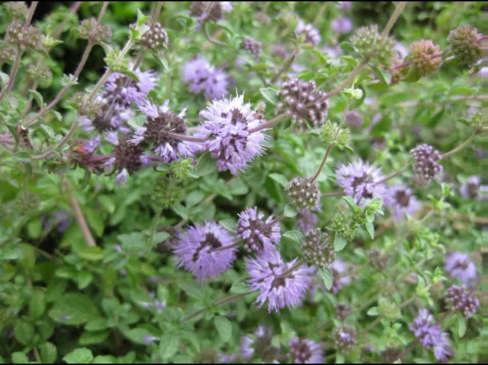 Poejo ( Mentha Pulegium ) serve para má digestão e resfriados