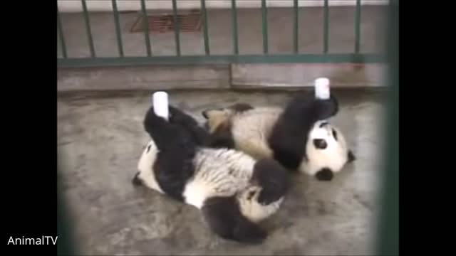 Cute Pandas Hilariously Acting Like Babies