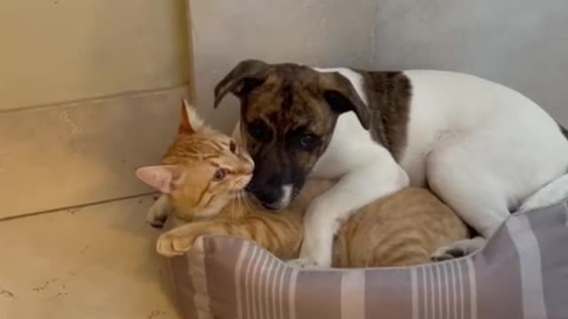 Doggy and kitten cuttling together they make your day