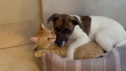 Doggy and kitten cuttling together they make your day