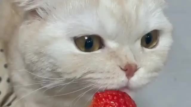 Cat eat Strebary 🍓