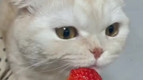 Cat eat Strebary 🍓