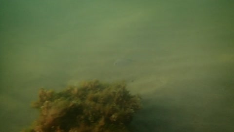 fishy, come here ns_22