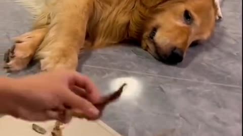 Two dogs look at a piece of food their owner has forgotten