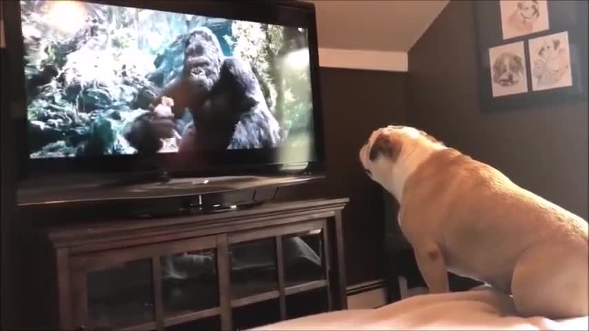 A movie I've watched dozens of times. I also know where the gorillas will come out