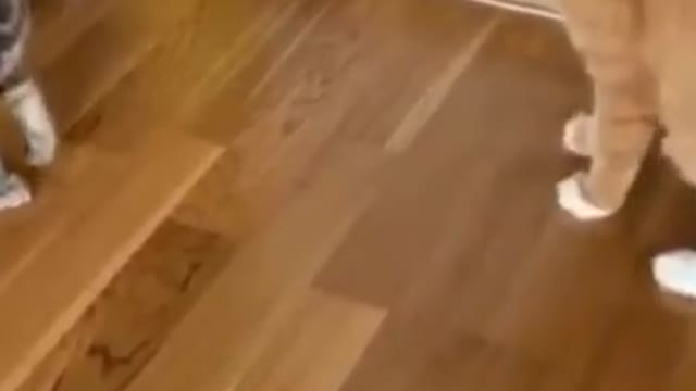 Most funniest video of a cat fight