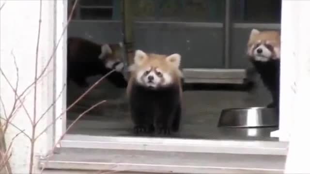 Drama queen Red panda