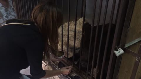 Girl feeding bear from hands