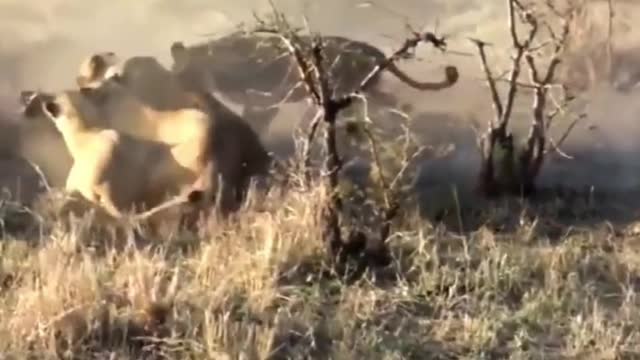 A warthog is caught by a lion at the entrance of the cave