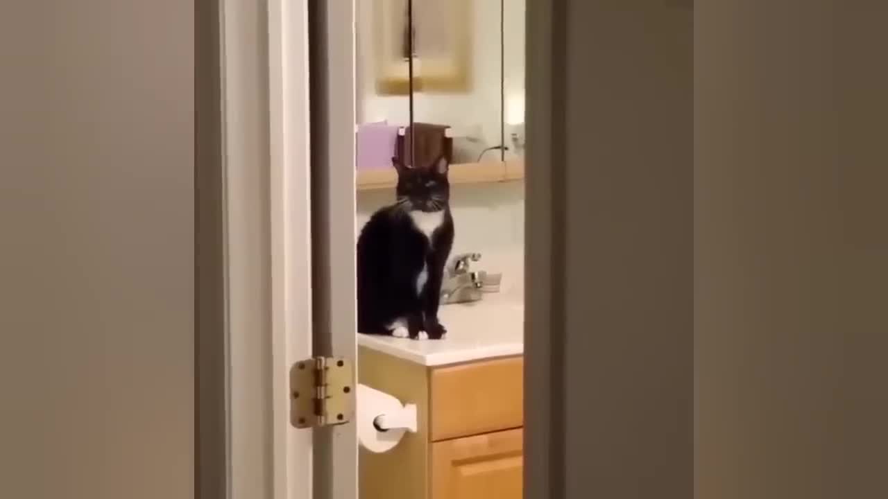 Bought this cat to teach me lessons when I didn't feel like going