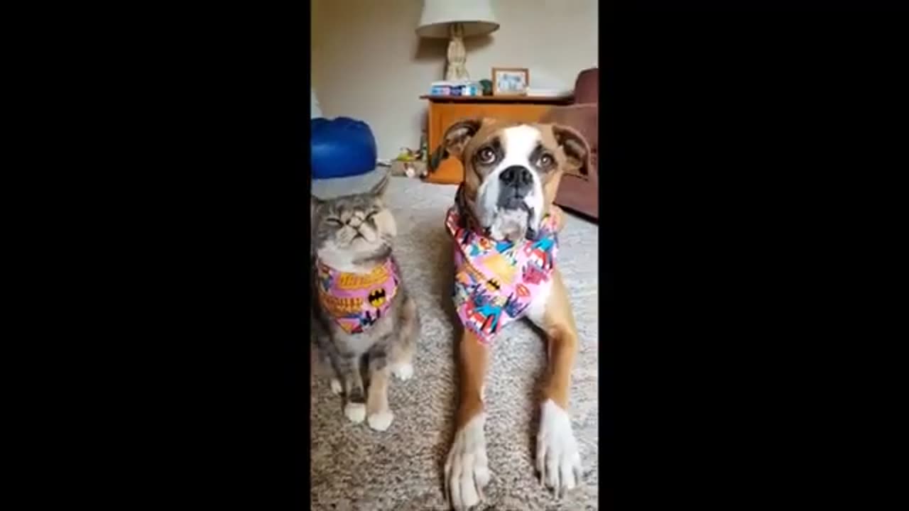 VIRAL VIDEO - FUNNY ANIMALS COMPILATION🐶🐱