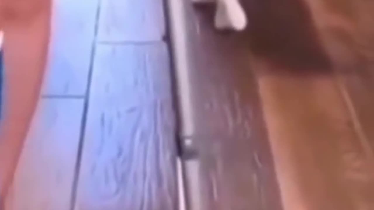 Extremely funny animals