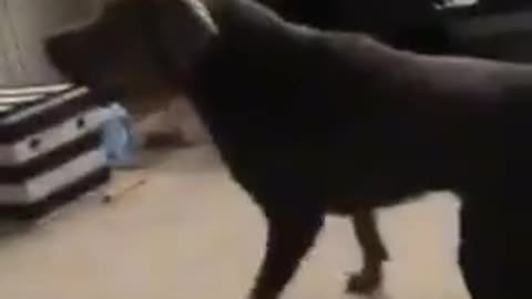 Funny dog