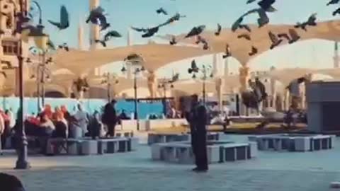 The beauty of birds in the Holy Haram