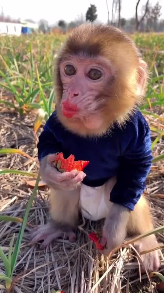 My little boy eats strawberries, very hungry