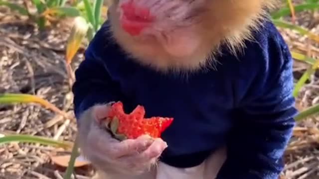 My little boy eats strawberries, very hungry