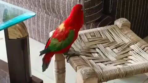 Funny talking parrot best parrot