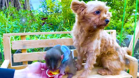 Bip Bip doing shopping in Toy store and eat Kinder Joy Egg chocolate with cute puppy
