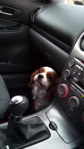 Perra se da cuenta que está en el veterinario, hace la cara más triste del mundo