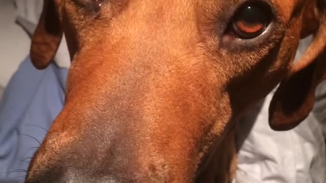 Brown dog runs around on bed