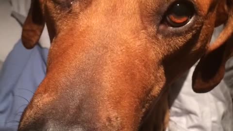 Brown dog runs around on bed