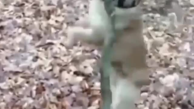 Funny funny animals compilation 3