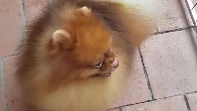 My dog named RIO, the difference makes its value