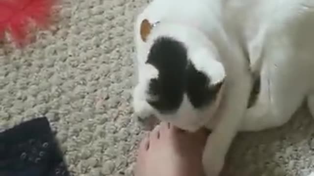 My roommates cat bites my foot and dies