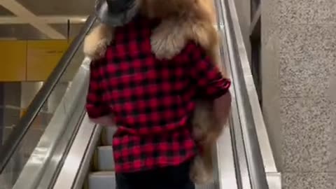 Dog asks to be picked up as soon as he sees escalator #goldendoodle #dogdad #cute