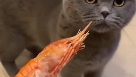 Cat funny