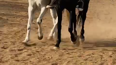 Horse Riding