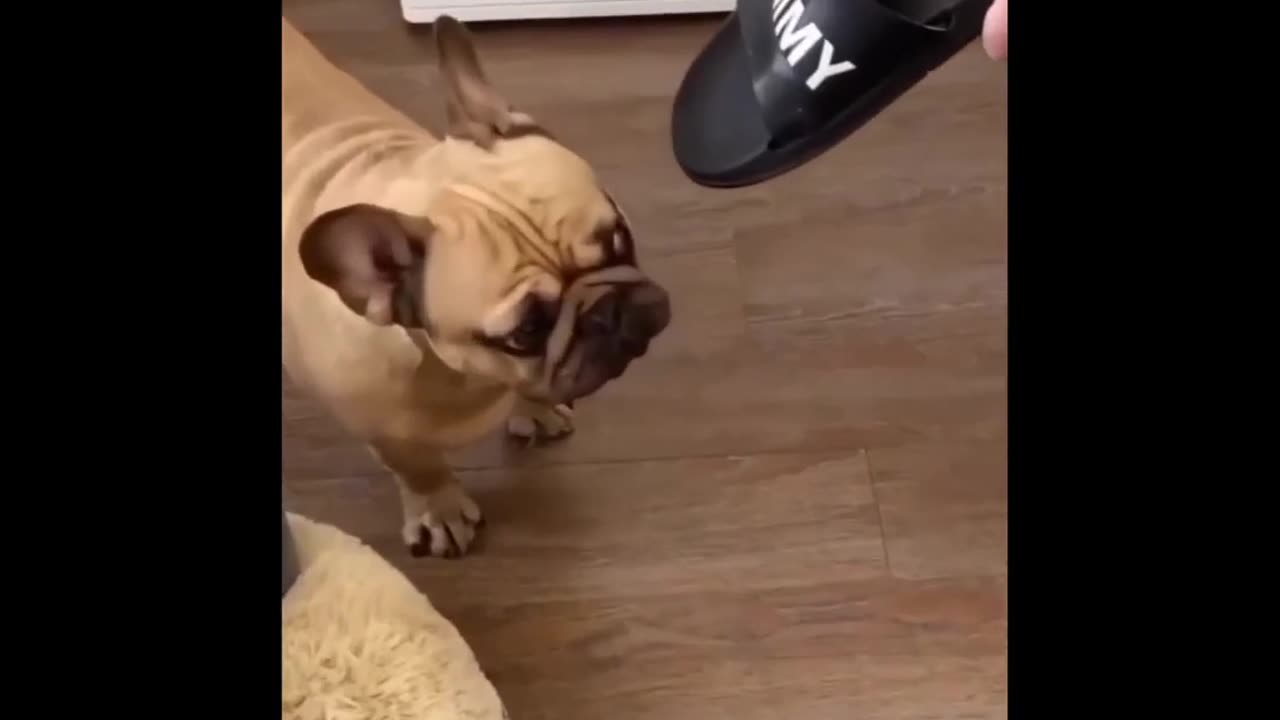Funny Animal Video