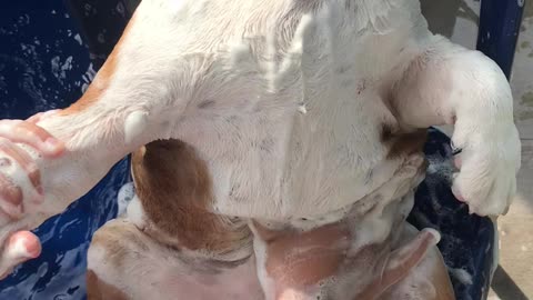 Bathing a Bulldog