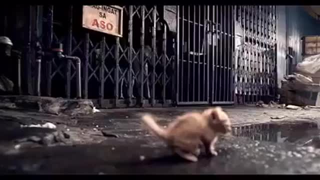 30 seconds of Cat life in the street