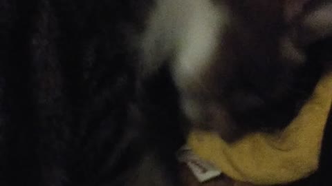 Adorable Kitten Leaps to Attack Catnip Banana