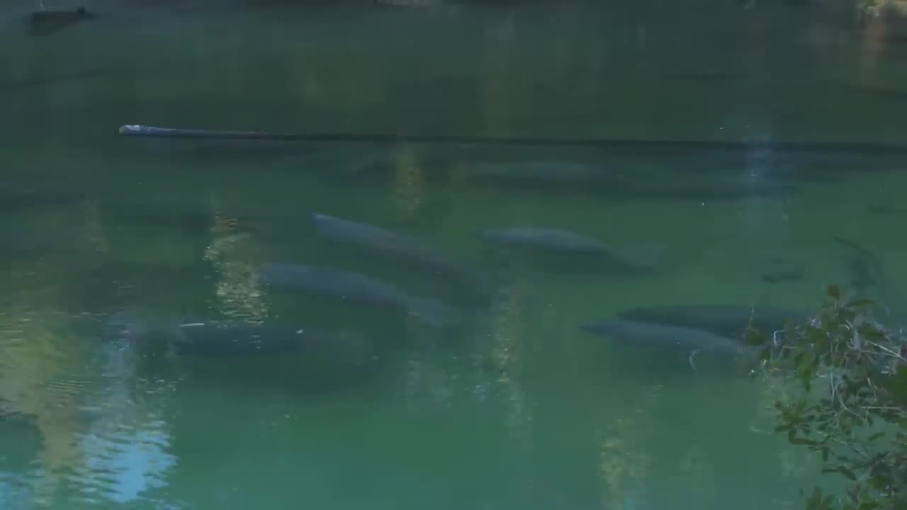 Manatee-alligator interaction