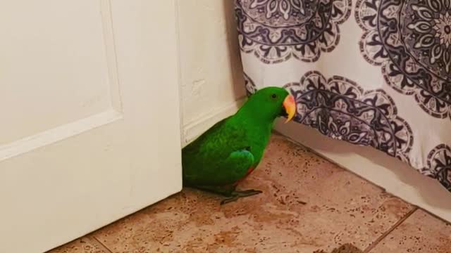 Peeping Parrot