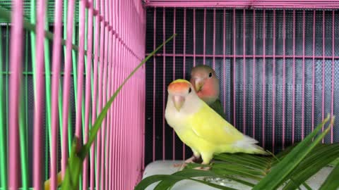 Amazing cute love birds