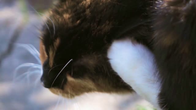 Young funny tabby cat sitting and scratches his head in super slow motion