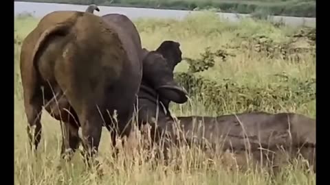 Buffalo Fighting