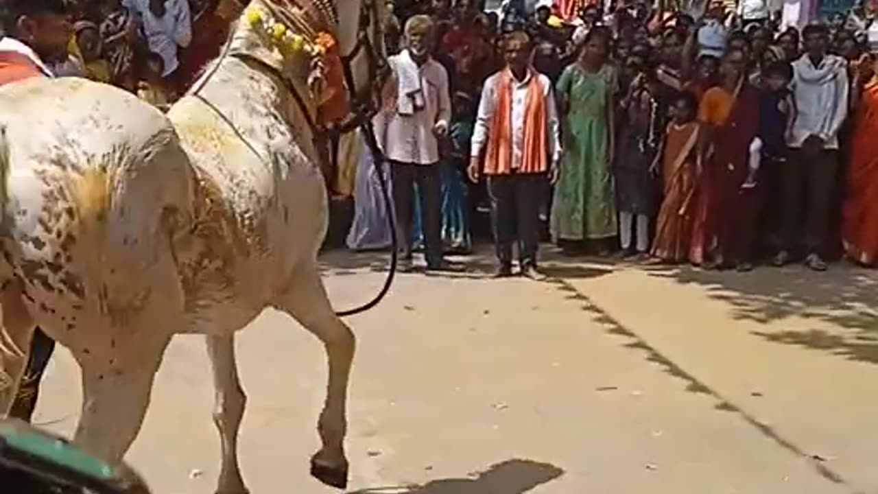 Animal horse dancing