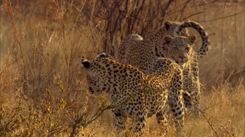 Young Leopard Steals Kill From Mother | Africa | BBC Earth