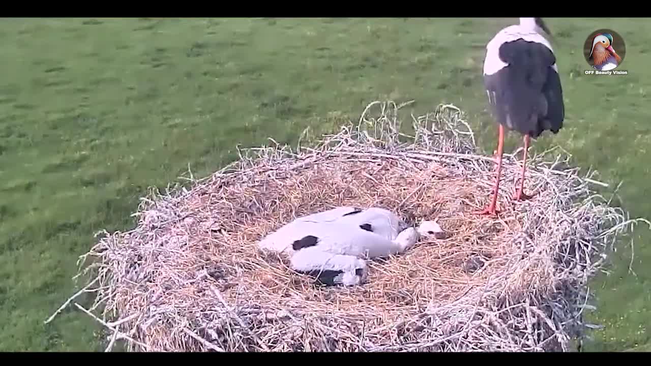 Why does Stork kill their babies??