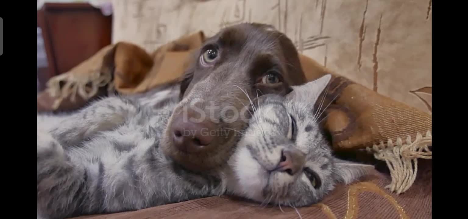 Cat and a dog are sleeping together funny video. cat and dog friendship indoors stock video😃